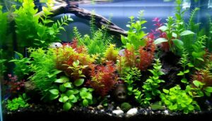 Aquarienpflanzen Cryptocoryne